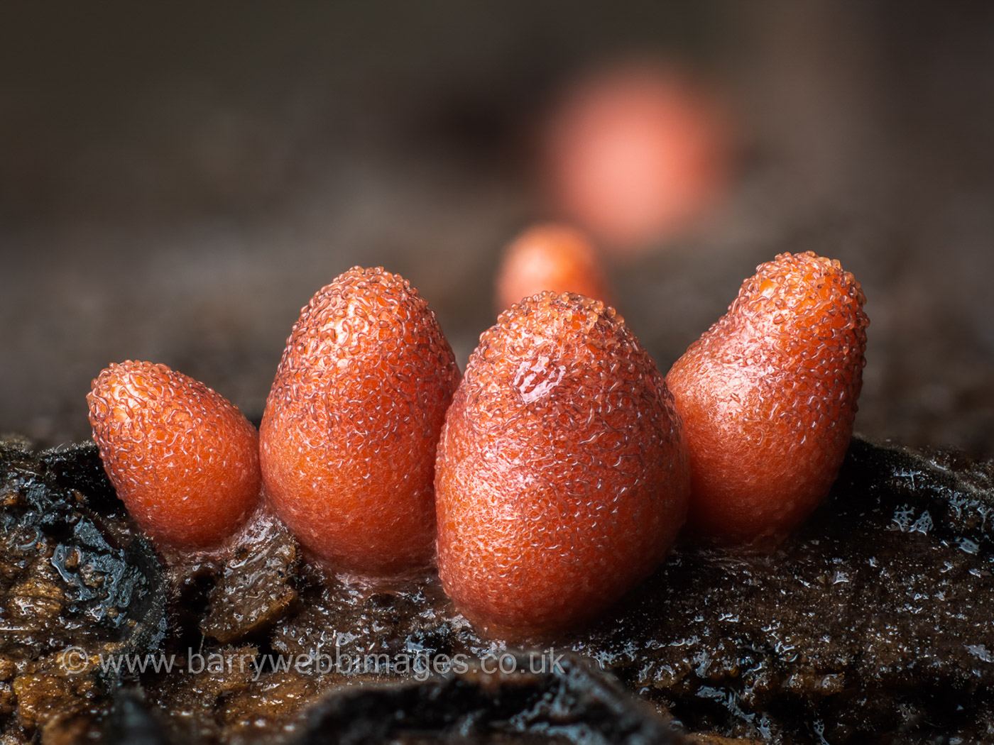 Lycogala conicum  by Barry Webb